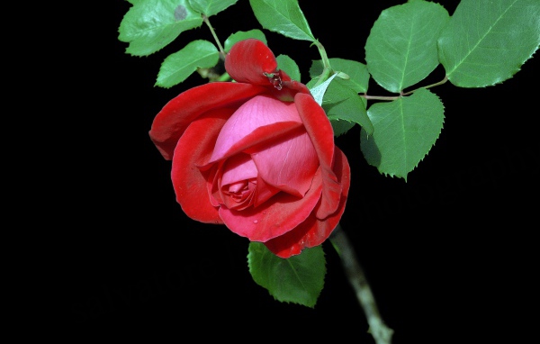 Красивая красная роза с зелеными листьями на черном фоне
