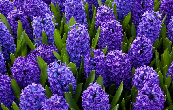 Красивые весенние голубые цветы гиацинты