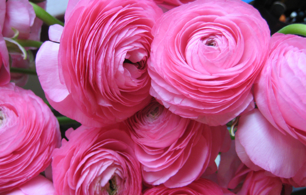 Красивые нежные розовые лютики крупным планом