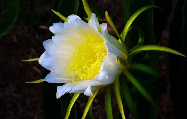 Красивый белый цветок кактуса