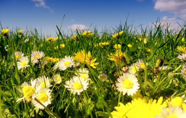 Красивые белые ромашки с одуванчиками в зеленой траве