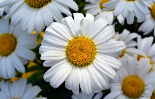 Красивые белые ромашки с желтыми серединками крупным планом