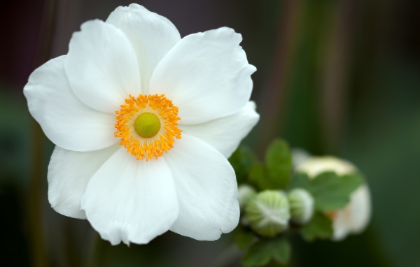 Красивый белый нежный цветок анемоны крупным планом