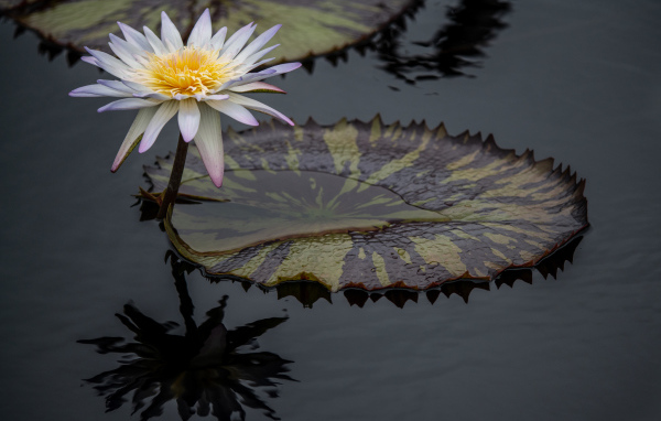 Красивый белый цветок водяной лилии в воде 