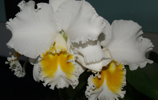 Красивые белые с желтым орхидеи 