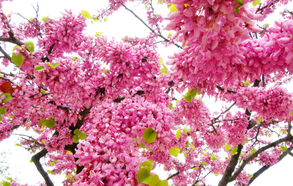 Красивые с розовыми цветами ветки дерева весной