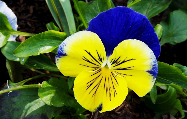 Красивый желто - голубой цветок анютины глазки крупным планом