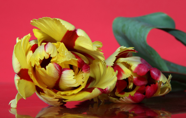 Красивый желто - красный тюльпан на розовом фоне