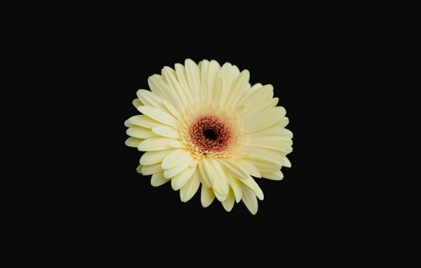 Красивая желтая гербера на черном фоне