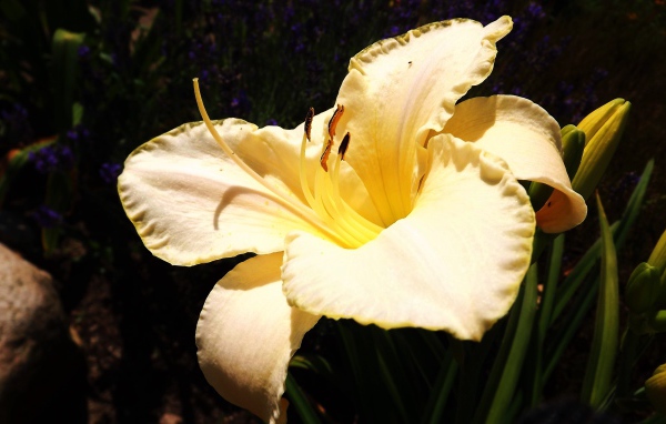 Красивая желтая лилия с бутонами крупным планом