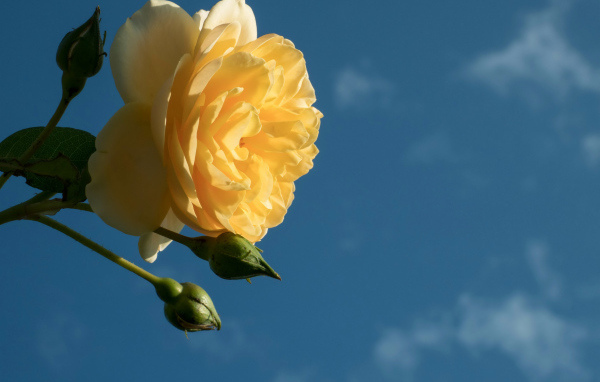 Красивый желтый цветок розы с бутонами на фоне голубого неба 
