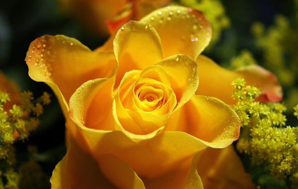 Красивая желтая роза в каплях росы крупным планом 
