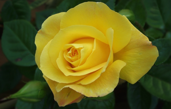 Красивая желтая роза с бутоном крупным планом