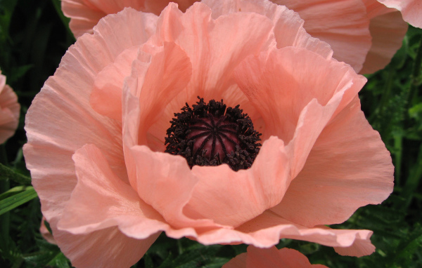 Большой розовый цветок мака крупным планом 