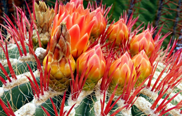 Цветущий красивый кактус крупным планом