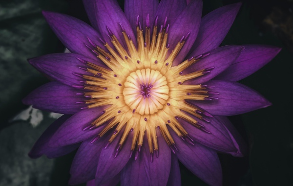 Распустившийся цветок фиолетового лотоса