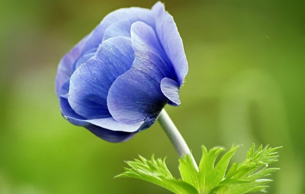 Синий цветок анемона на зеленом фоне