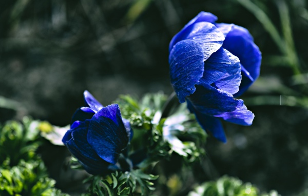 Синие цветы анемоны крупным планом