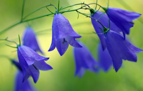 Синие красивые цветы колокольчики