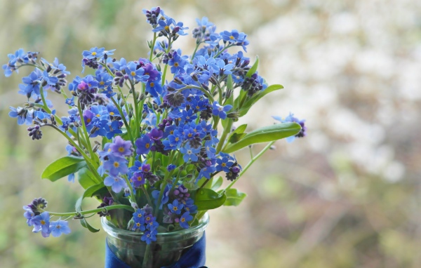 Голубые цветы незабудки в вазе с лентой