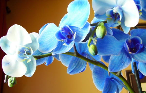 Голубая орхидея крупным планом