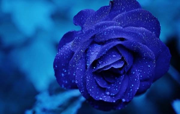 Синяя роза в каплях росы крупным планом