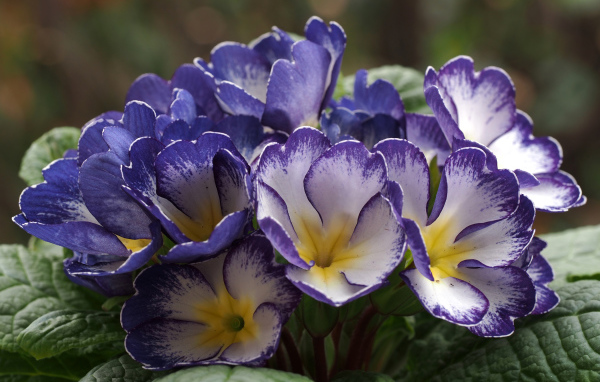 Синие с белым цветы комнатной примулы 