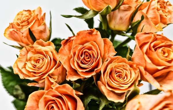 Букет оранжевых роз на сером фоне крупным планом