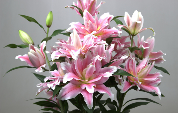 Букет розовых лилий на сером фоне
