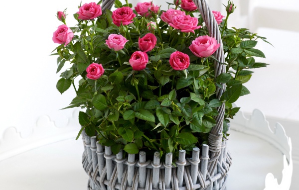 Букет розовых роз в серой корзине на белом фоне