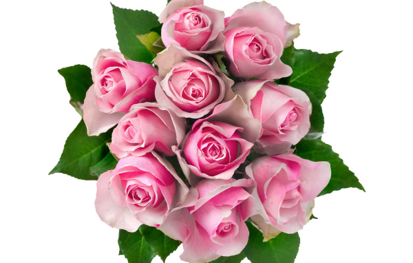 Букет розовых роз на белом фоне вид сверху