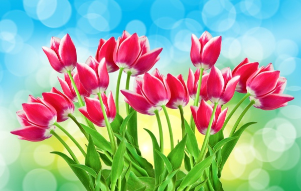 Букет розовых тюльпанов на голубом фоне