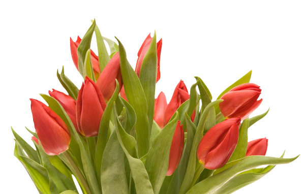 Букет красных тюльпанов на белом фоне