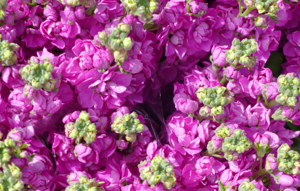 Букеты розовых цветов левкой  крупным планом