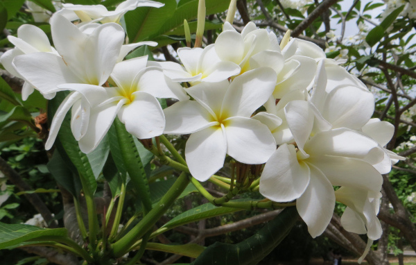 Ветка с белыми цветами плюмерия 