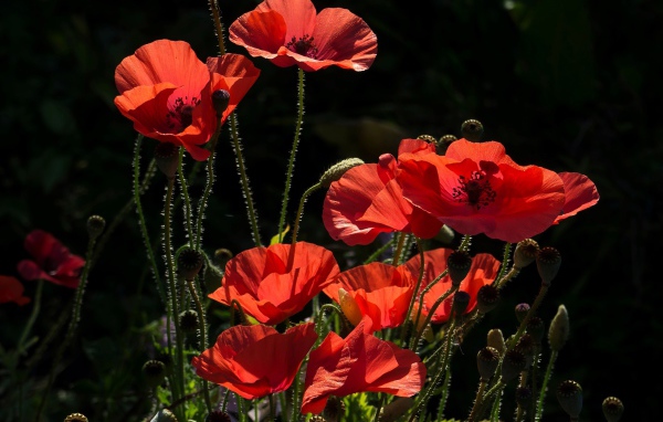 Яркие красные летние маки в лучах солнца