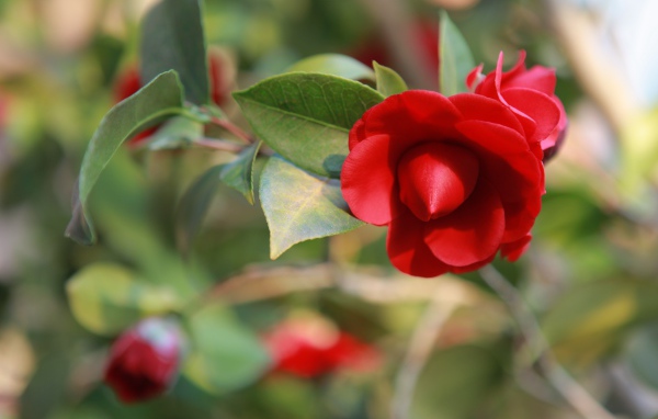 Бутон красной камелии крупным планом