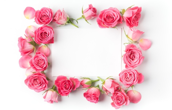 Бутоны розовых роз вокруг белого листа, шаблон для открытки