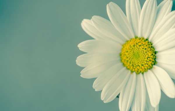 Ромашка крупным планом на сером фоне