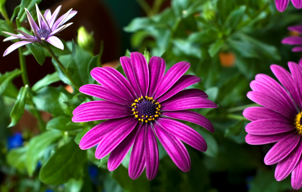 Цветок цинерария крупным планом