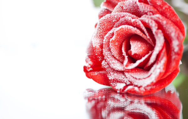 Покрытая инеем красная роза отражается в поверхности 