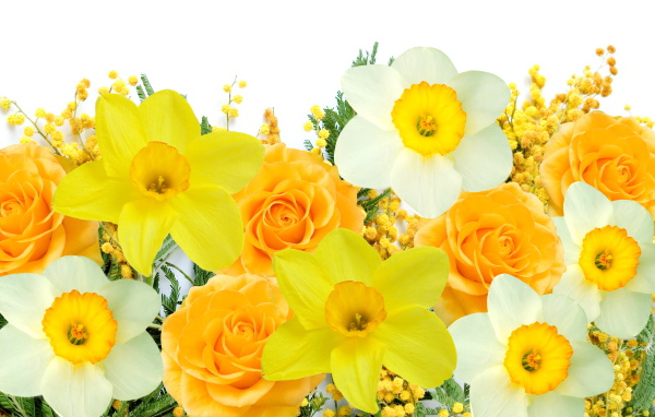 Нарциссы, розы и мимоза на белом фоне 