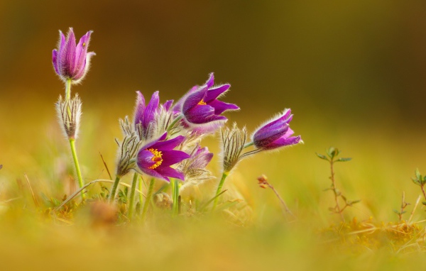 Нежные сиреневые цветы прострел 