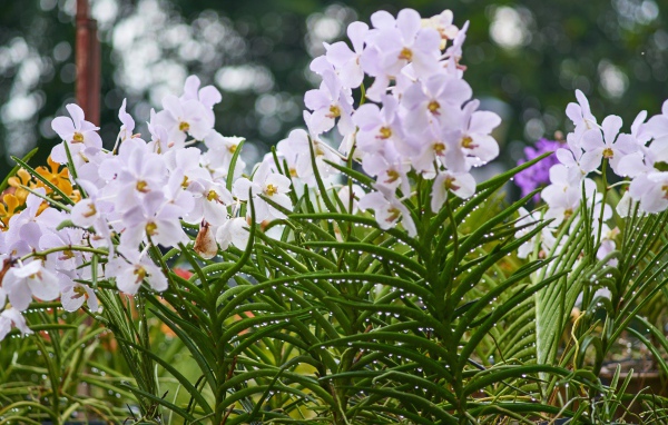 Нежные орхидеи на клумбе