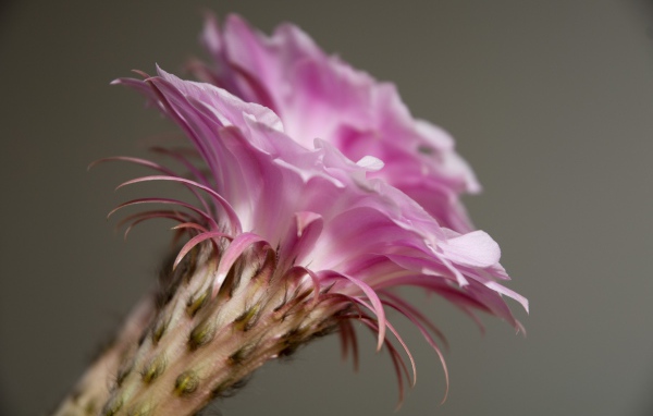 Нежный розовый цветок кактуса крупным планом