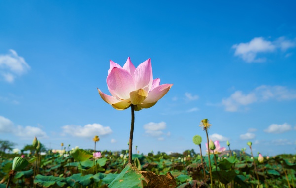 Нежный розовый цветок лотоса на фоне голубого неба