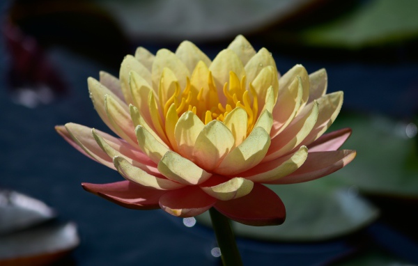 Нежный розовый цветок лотоса в лучах солнца