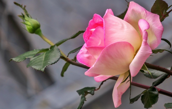 Нежная розовая роза с бутоном крупным планом