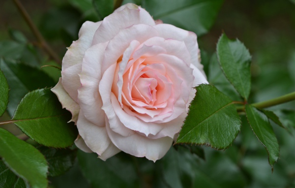 Нежная розовая роза с зелеными листьями крупным планом