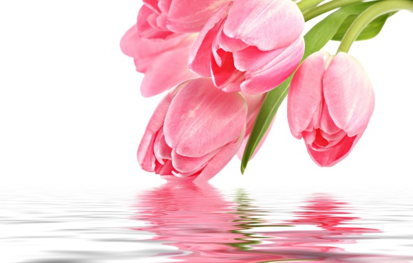 Нежные розовые тюльпаны опускаются в воду на белом фоне